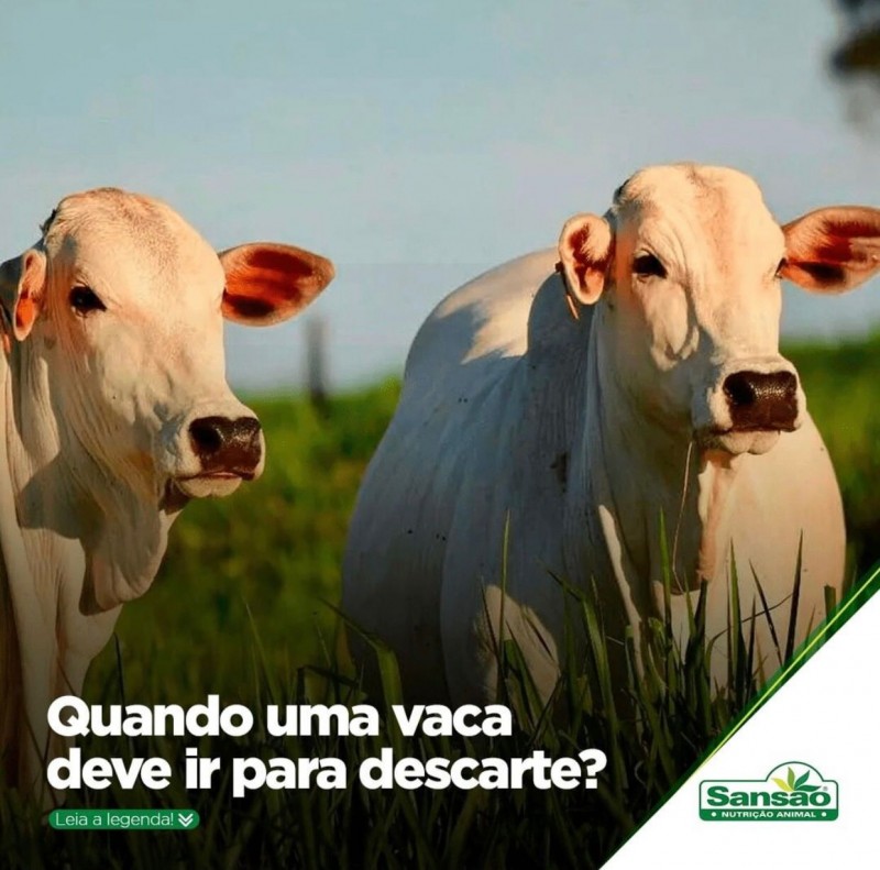 Quando uma vaca deve ir para descarte?