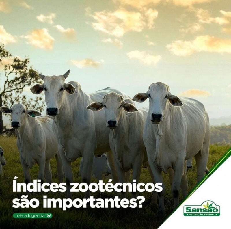 Índices zootécnicos são importantes?