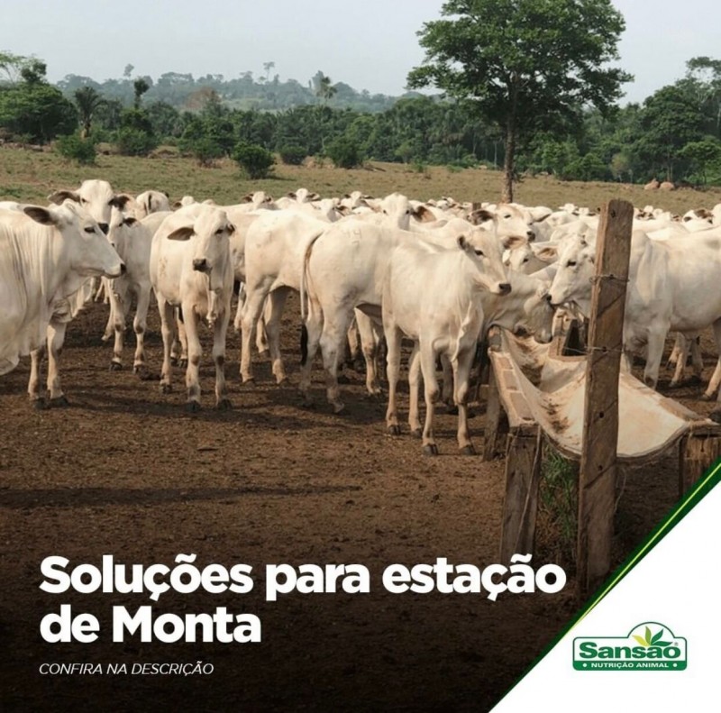 Soluções para Estação de Monta